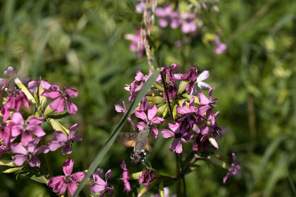 Macroglossum stellatarum Kolibrievlinder vlinder vlinders nederland insect insecten lepidoptera rups dagvlinder nachtvlinder mot motten pop larve